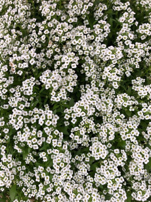 Lobularia maritima cultivo