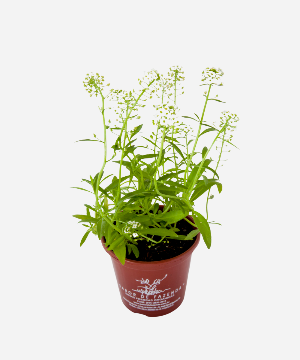 Flor de mel em jardim