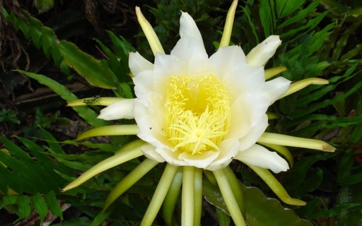 flor de pitaya