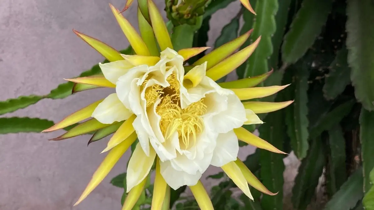 como identificar flor de pitaya Hylocereus undatus