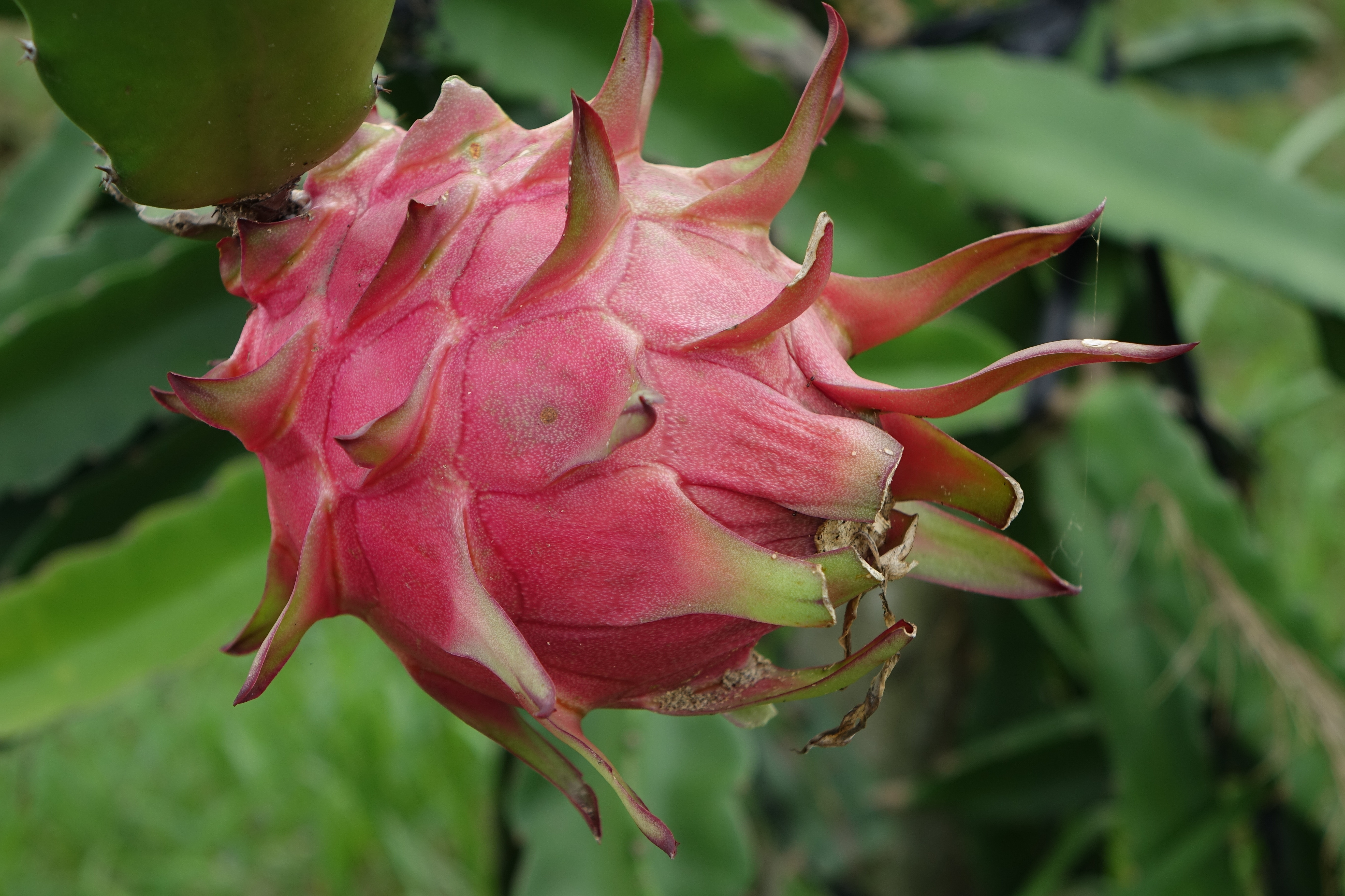 flor de pitaya