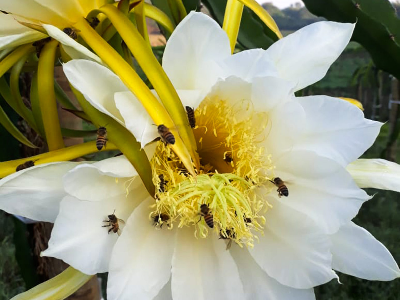 flor de pitaya vs flor de cacto comum