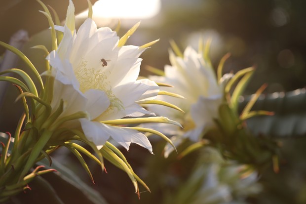 erros comuns ao cultivar flor de pitaya