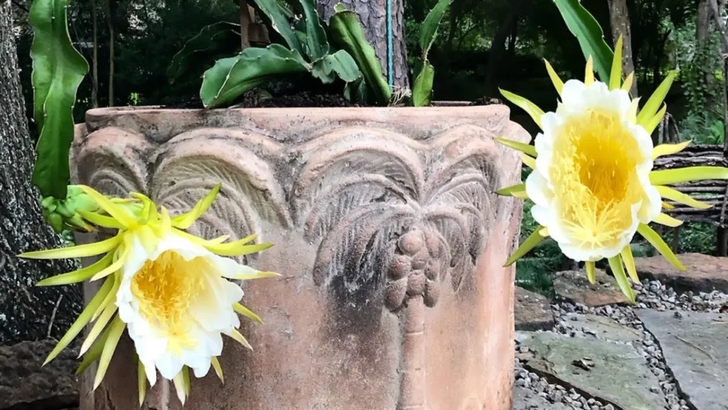 preço da flor de pitaya para culinária