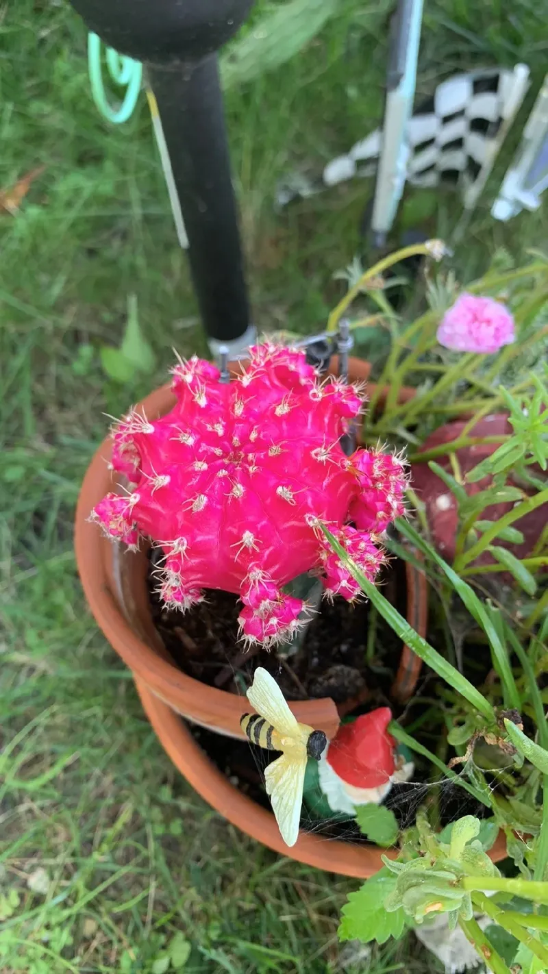 erros comuns ao cultivar flor de pitaya