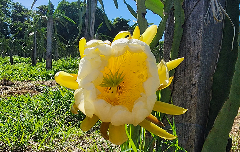 flor de pitaya vs flor de cacto comum