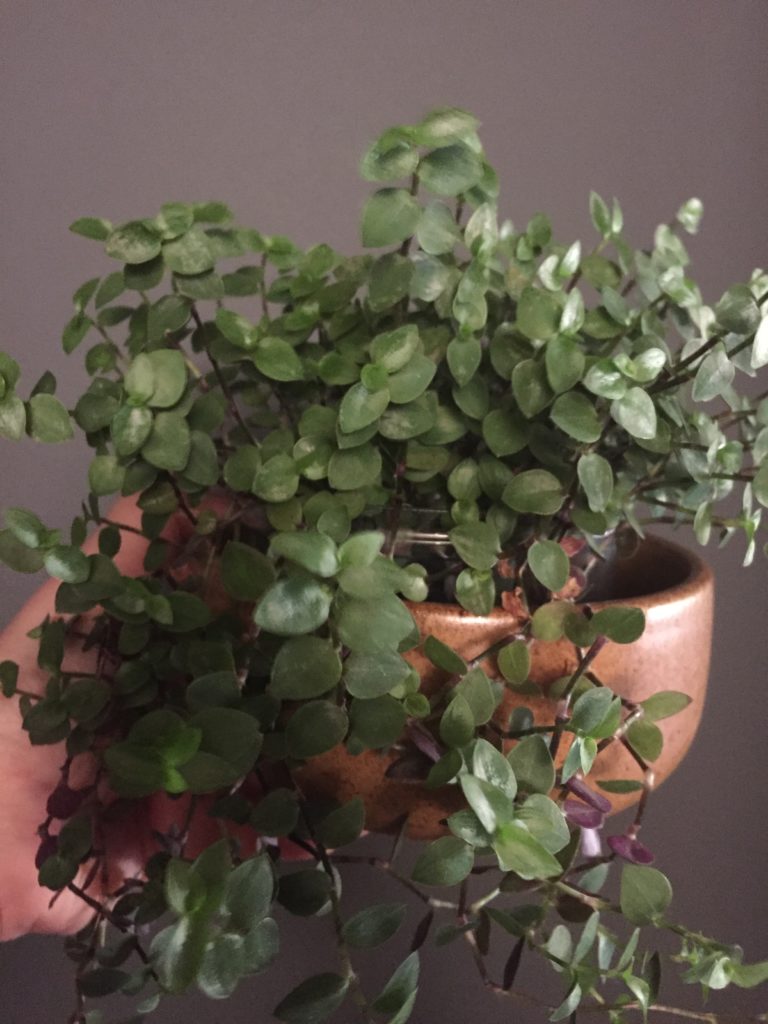 plantas de sombra para sala