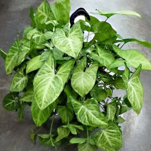 plantas de sombra para cozinha