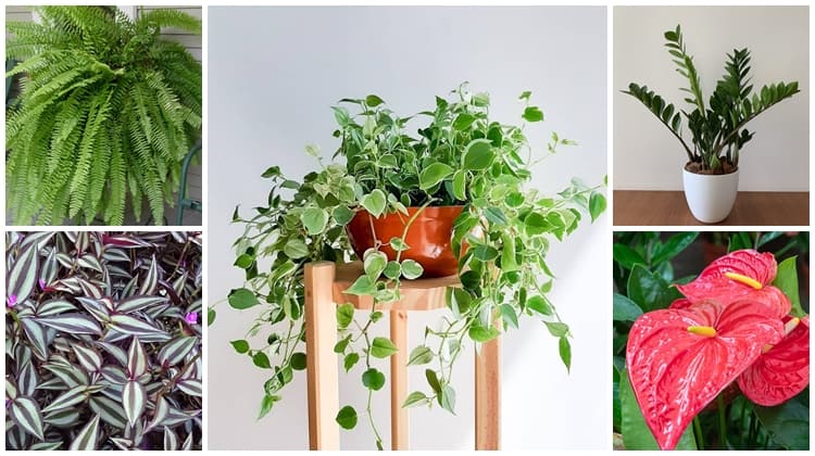 plantas de sombra para corredor
