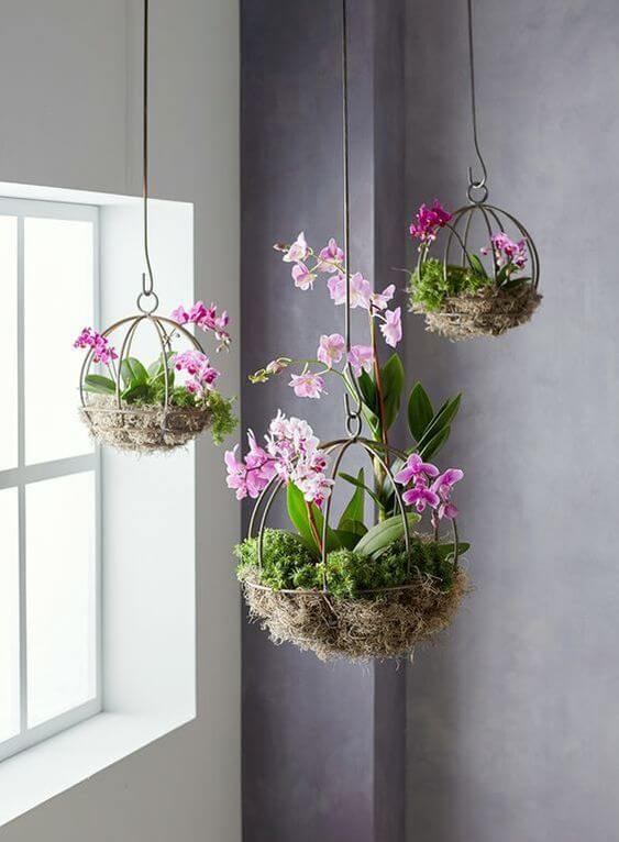 plantas de interior com pouca luz