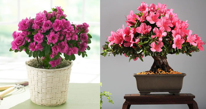 plantas de interior fáceis de cuidar