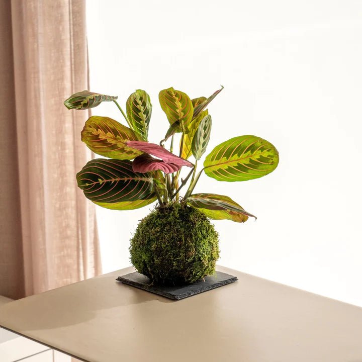 flores para escritório com pouca luz
