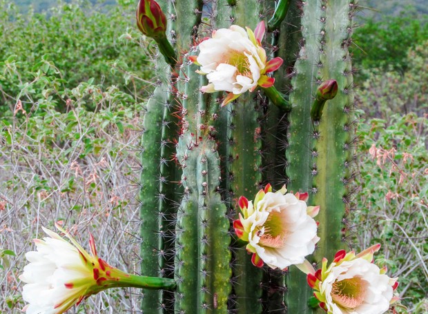 flor de mandacaru significado