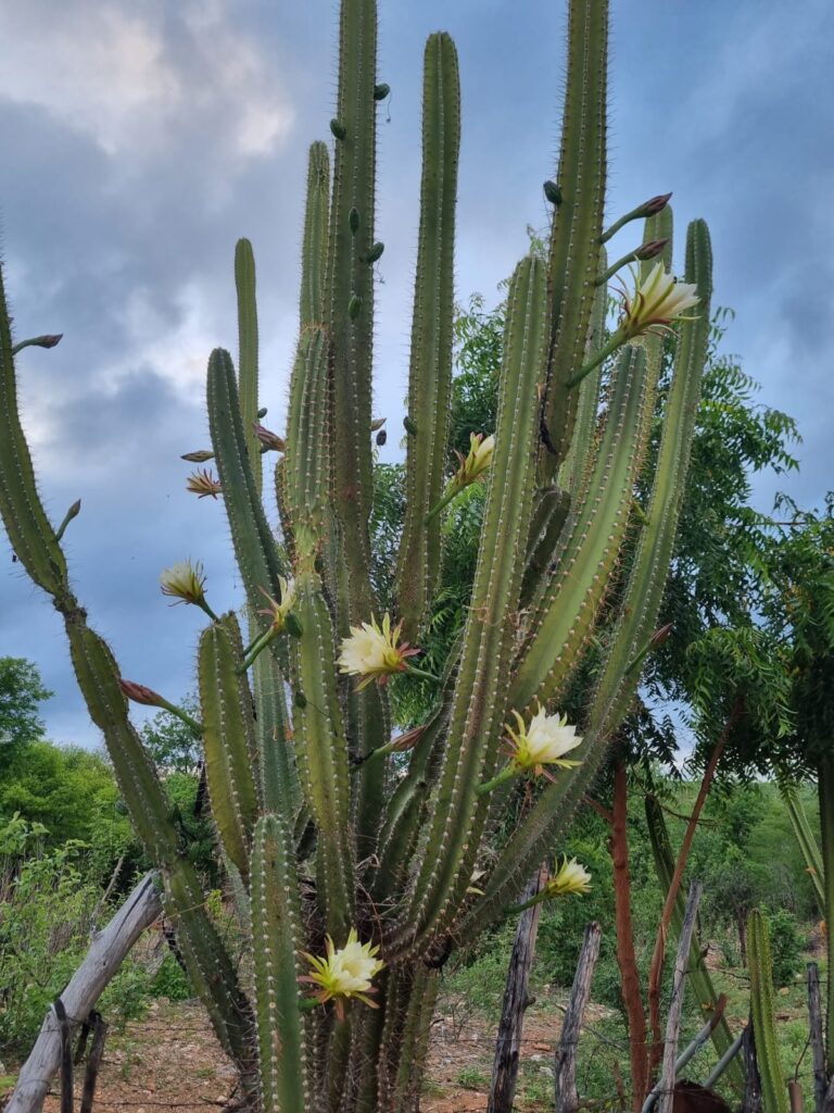 flor de mandacaru é comestível