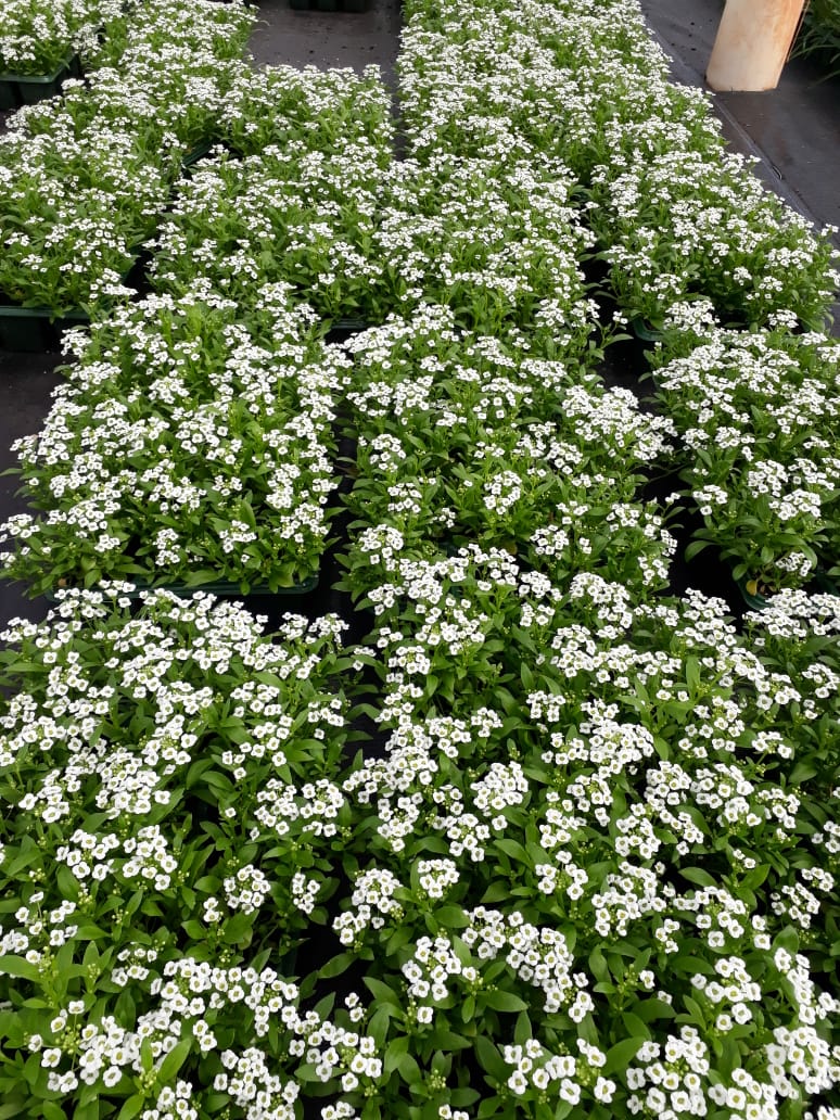 como cultivar flor de mel
