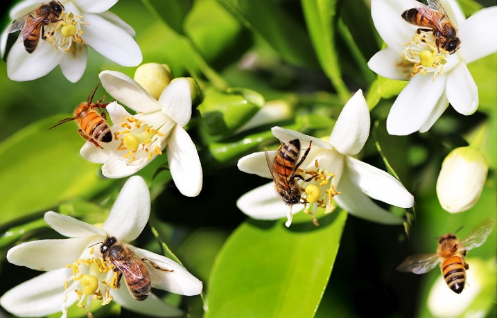 flor de mel amarela