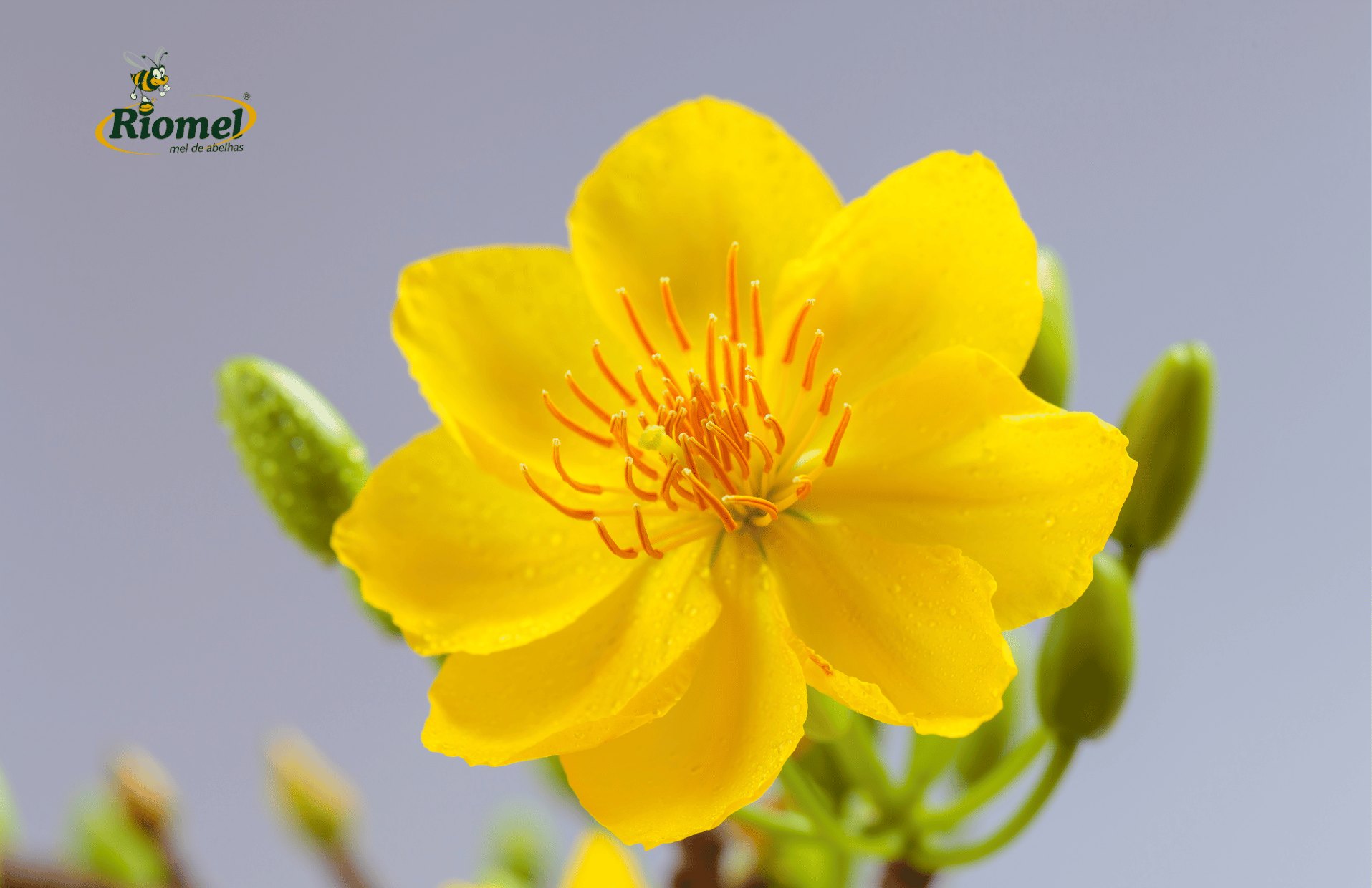 flor de mel em vaso