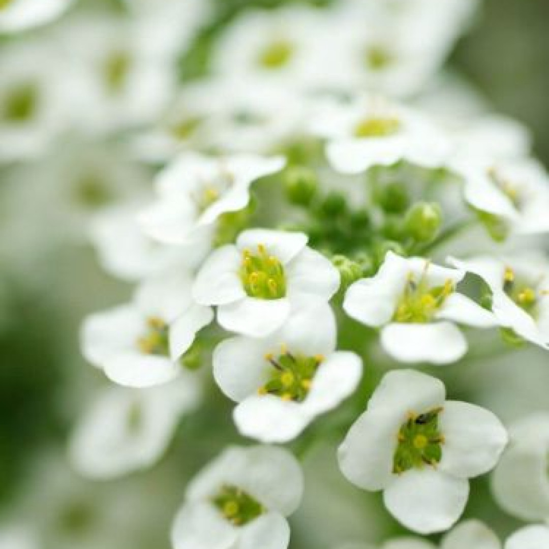 lobularia maritima cultivo