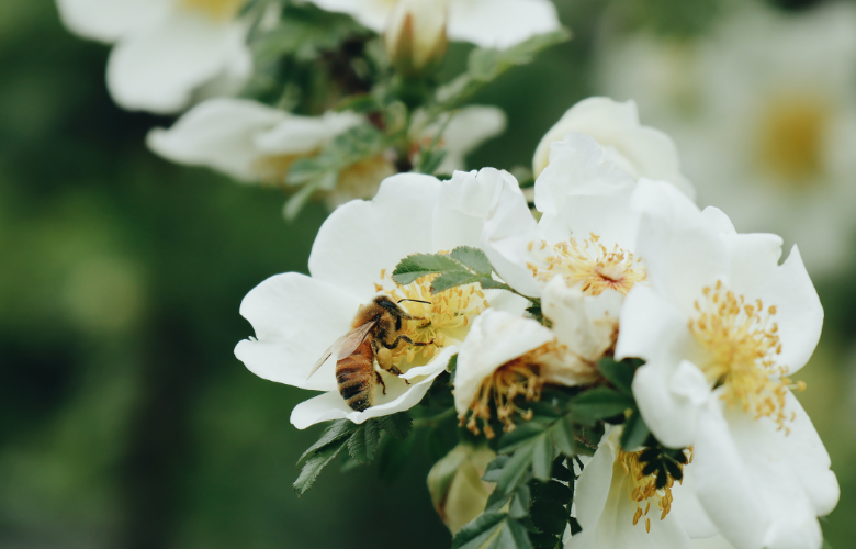 sementes de flor de mel