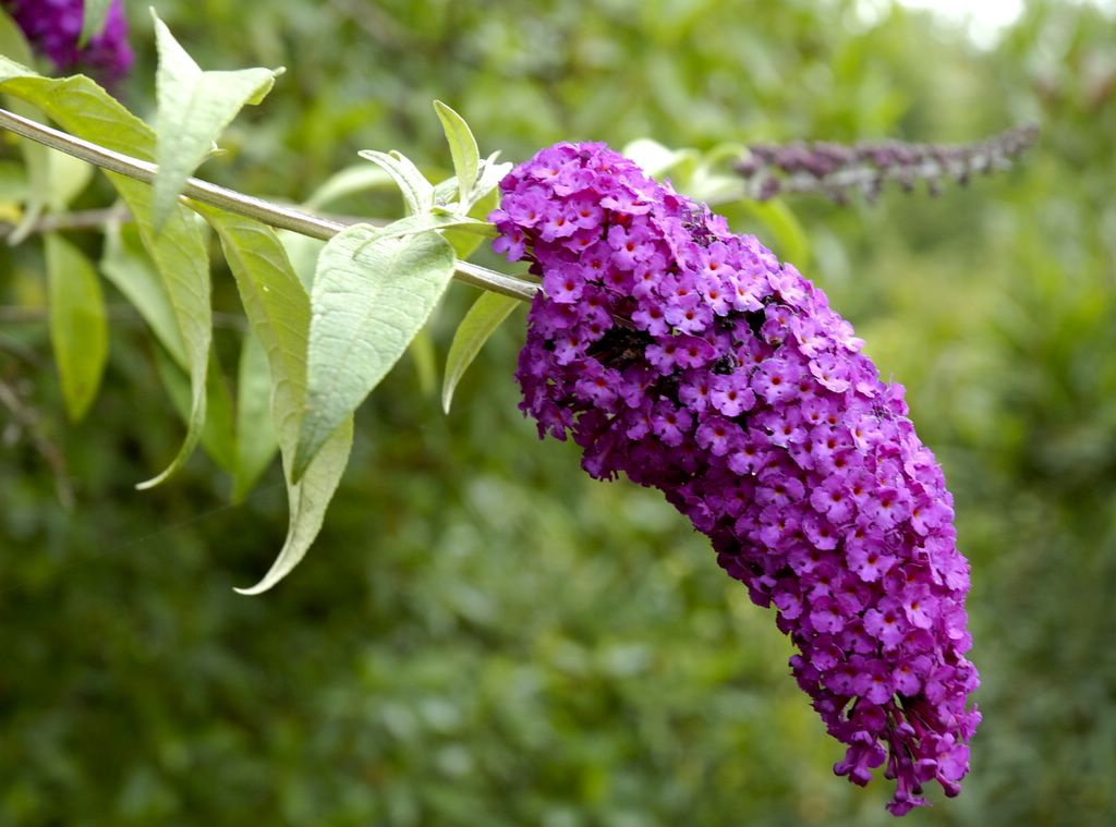 flor de mel roxa
