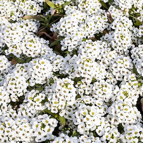 lobularia maritima cultivo