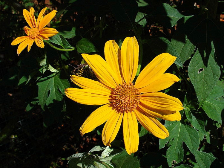 sementes de flor de mel