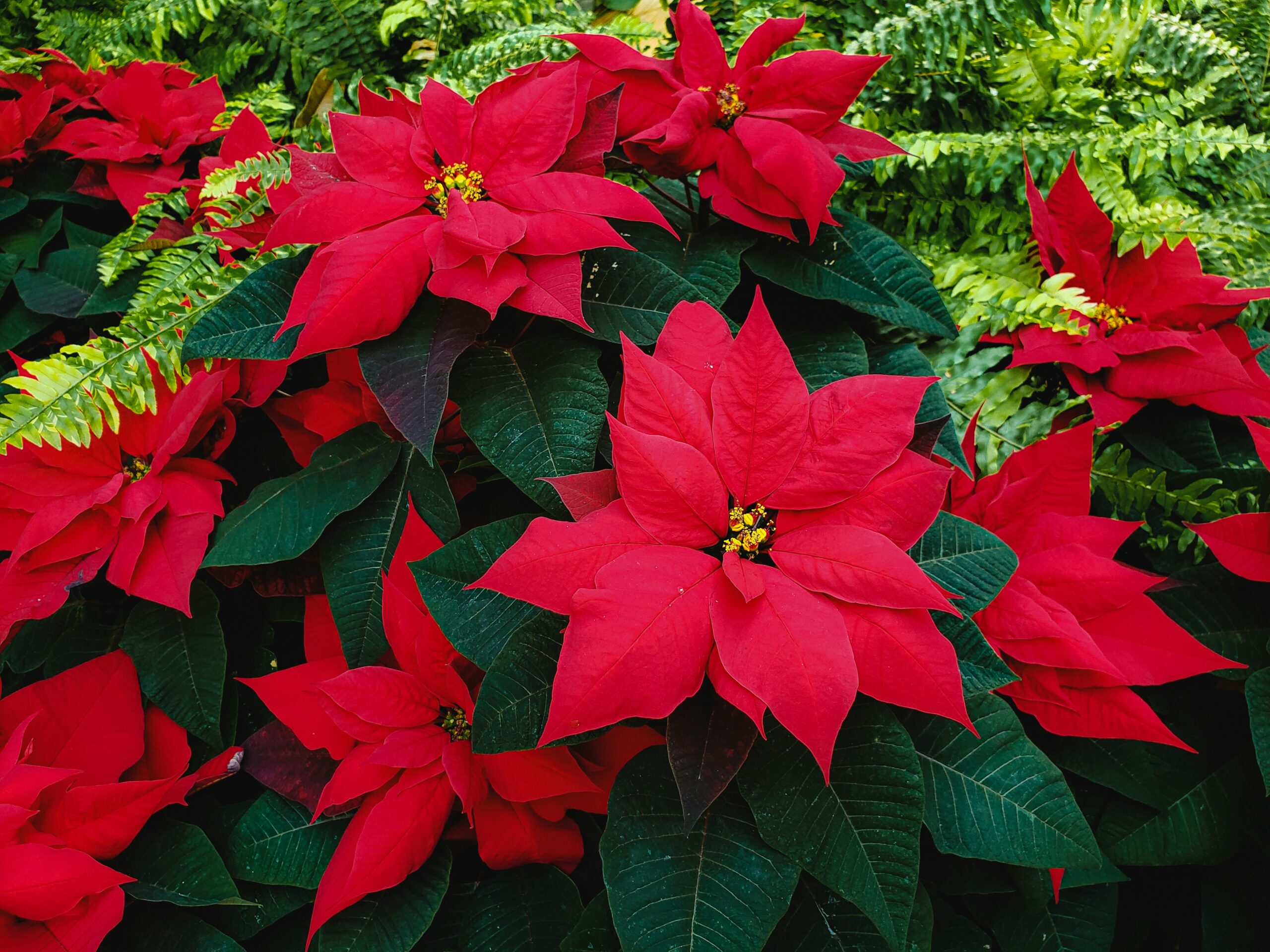 flor de dezembro