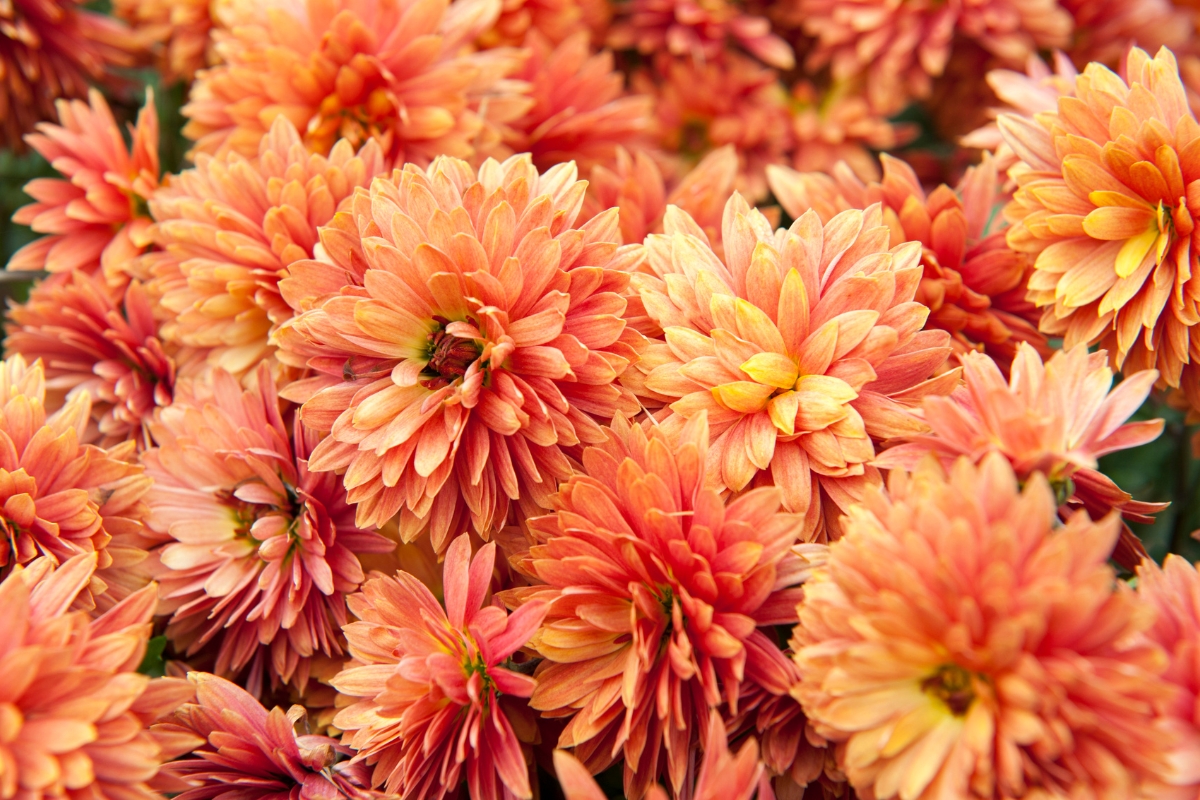 flores de verão dezembro