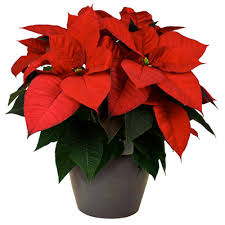 flores de aniversário dezembro