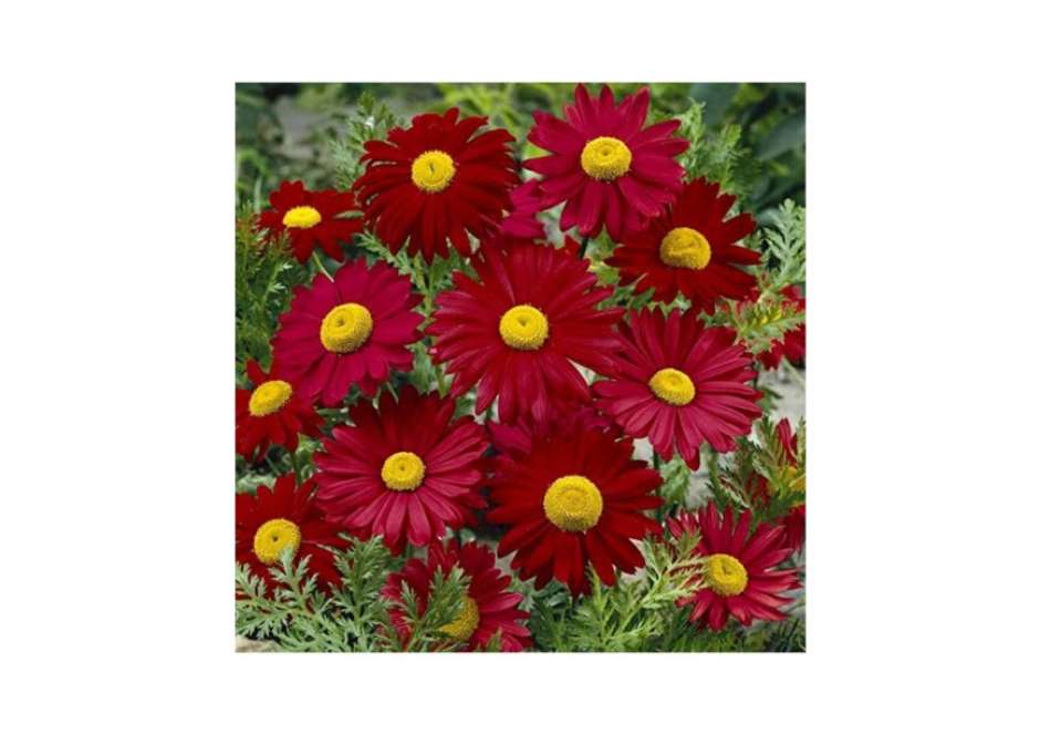 flores com boa oferta dezembro