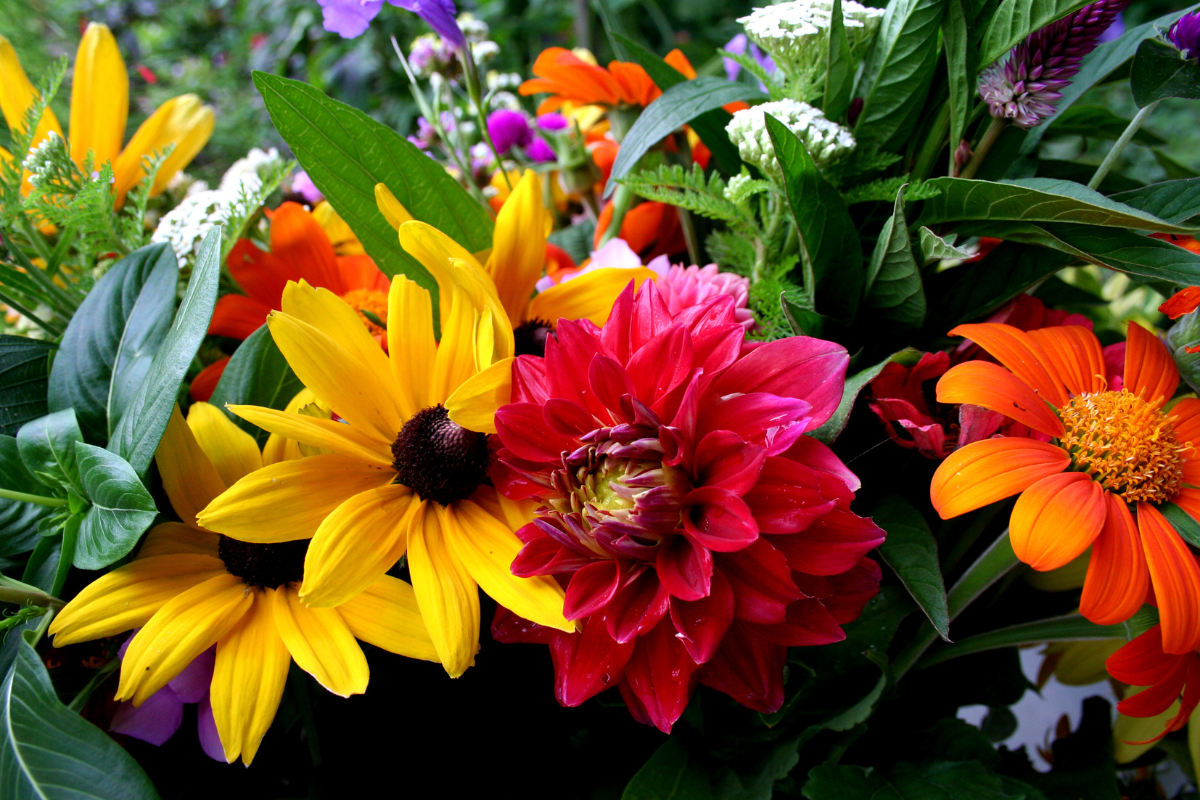 flor de dezembro