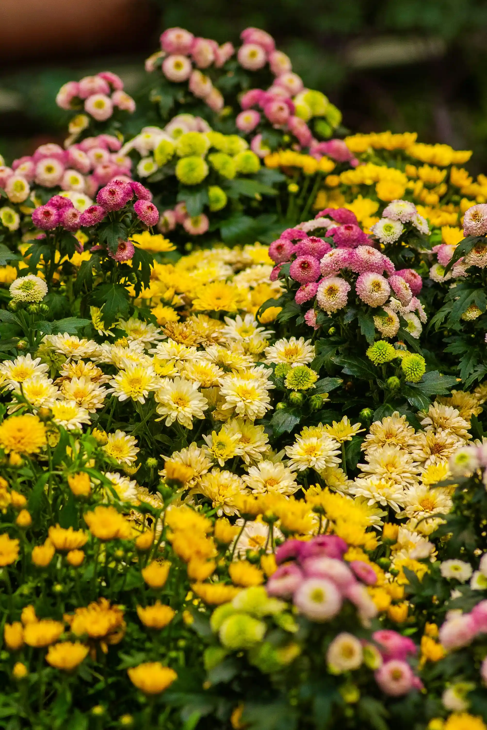 flores de nascimento dezembro