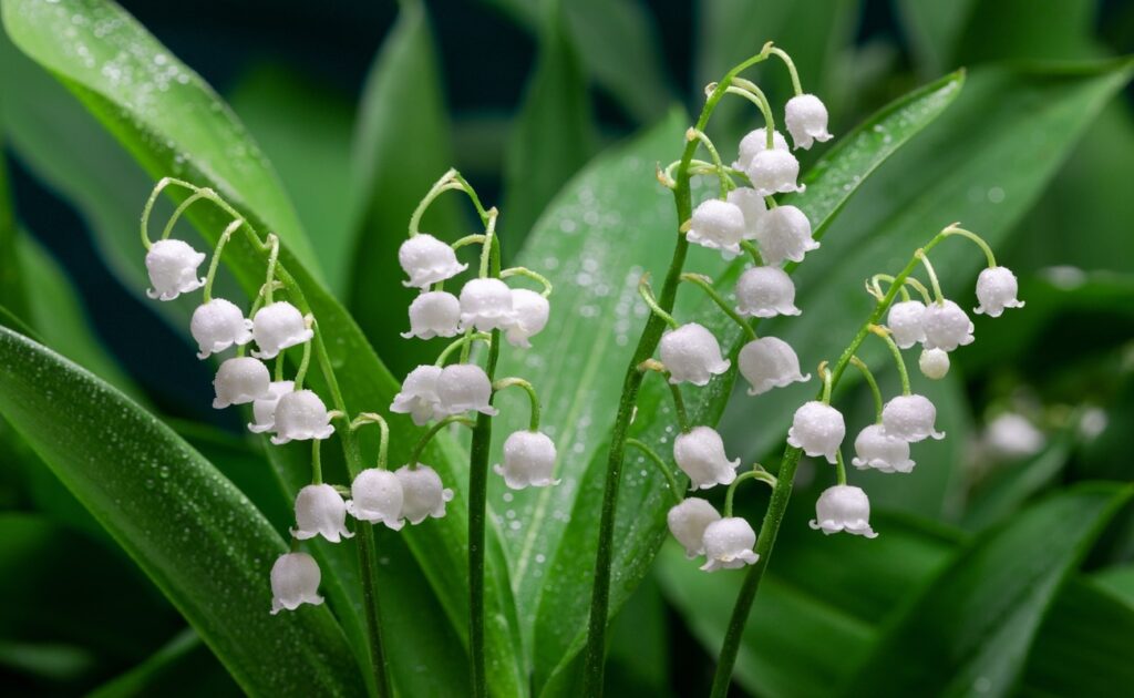 flores para decorar em dezembro