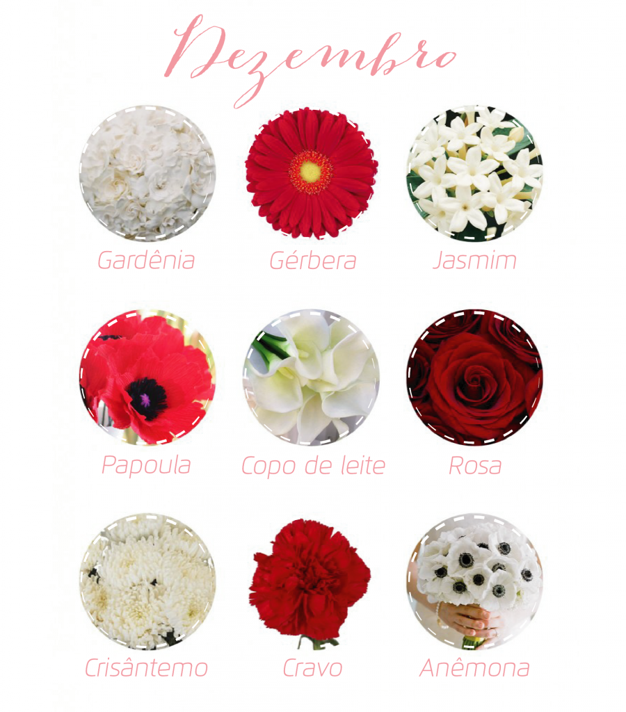 flor do mes de dezembro significado