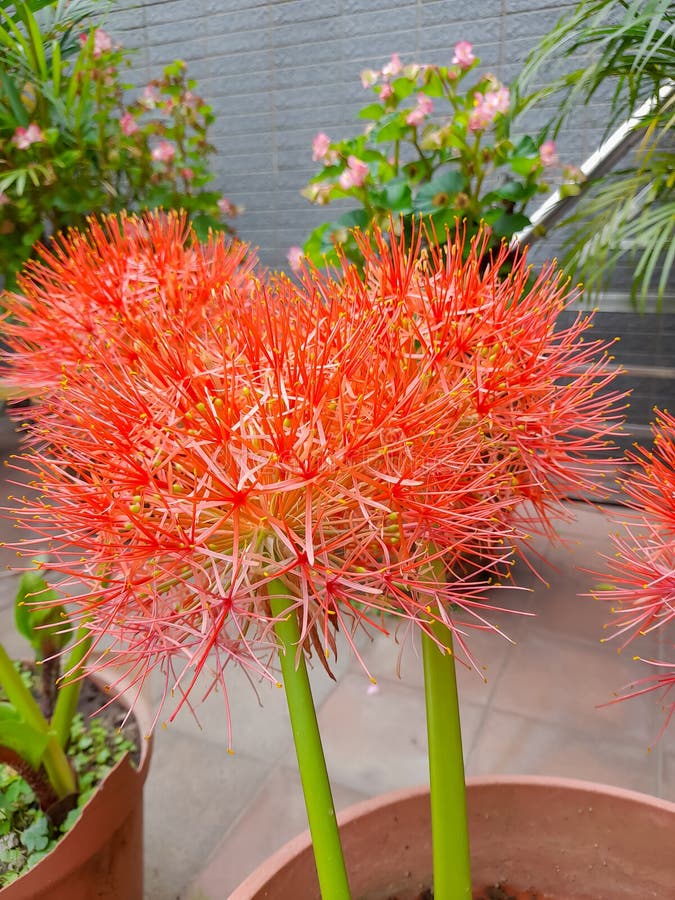 flores de natal