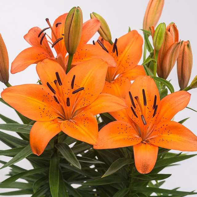 azevinho flor de dezembro