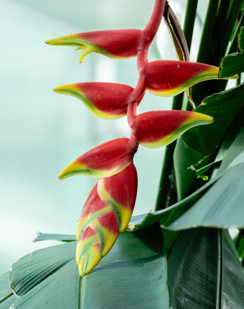 flores exóticas raras