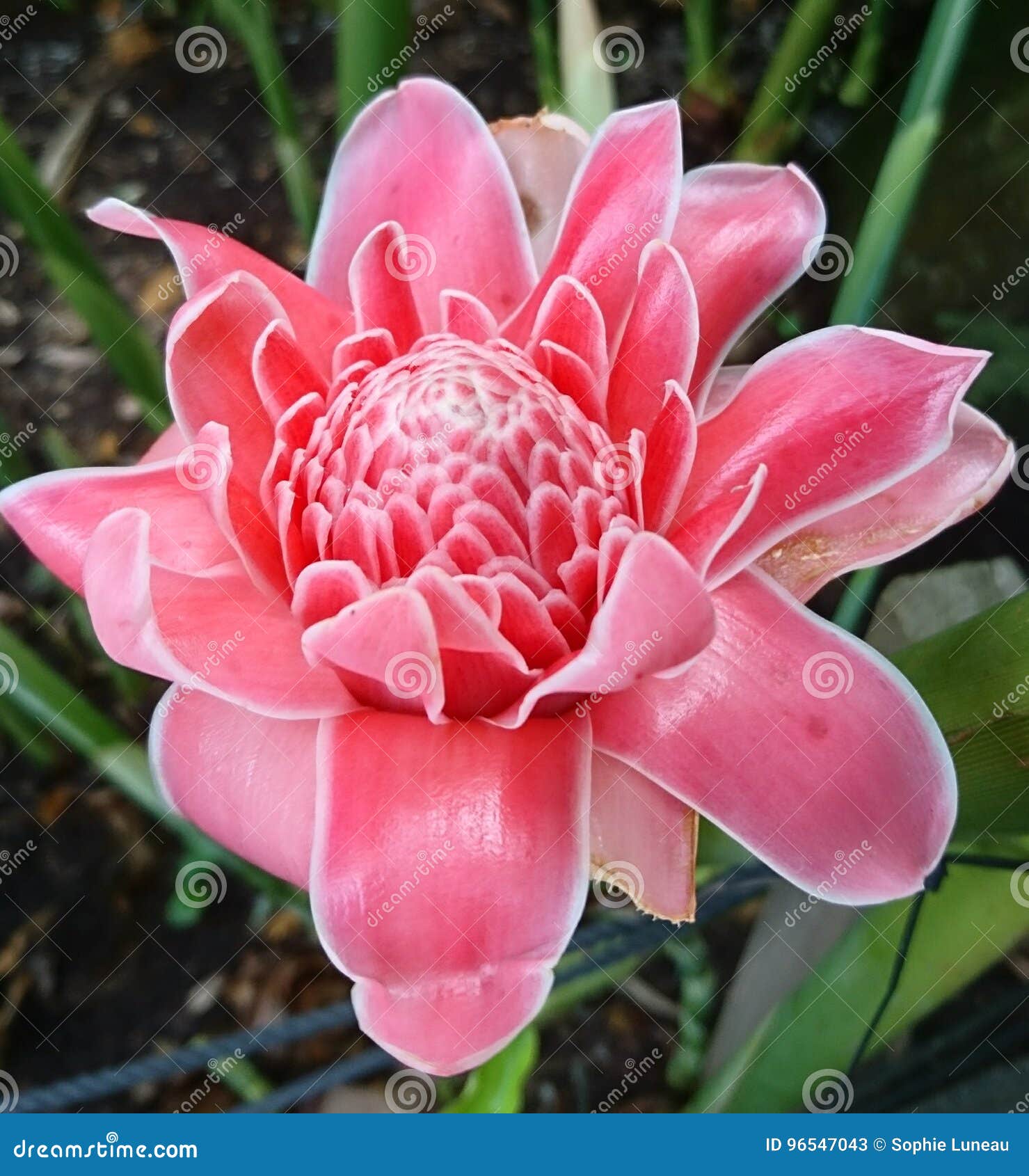 nomes de flores exóticas