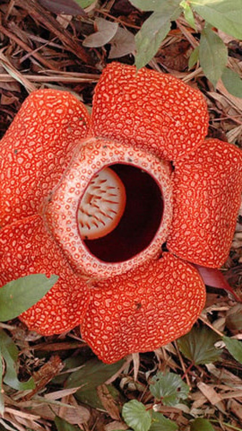 cultivo de flores exóticas