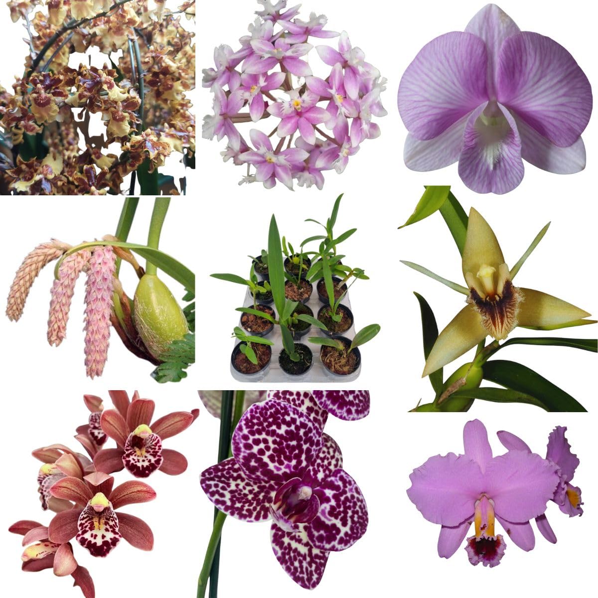 flores tropicais