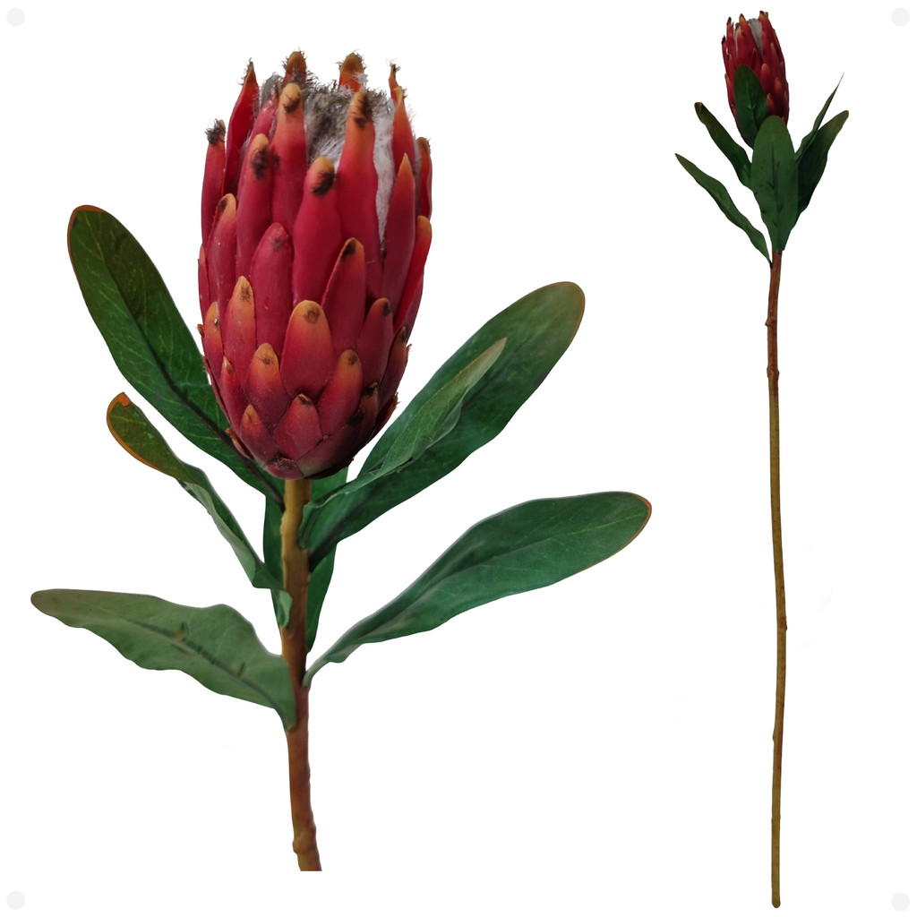 beleza de flores exóticas