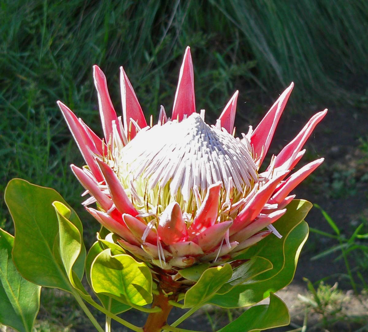 flores exóticas do Brasil