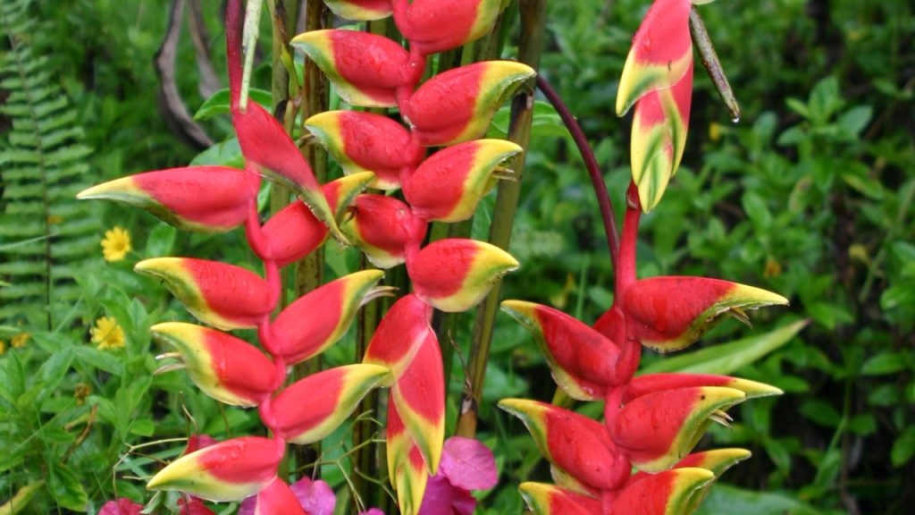 flores exóticas raras