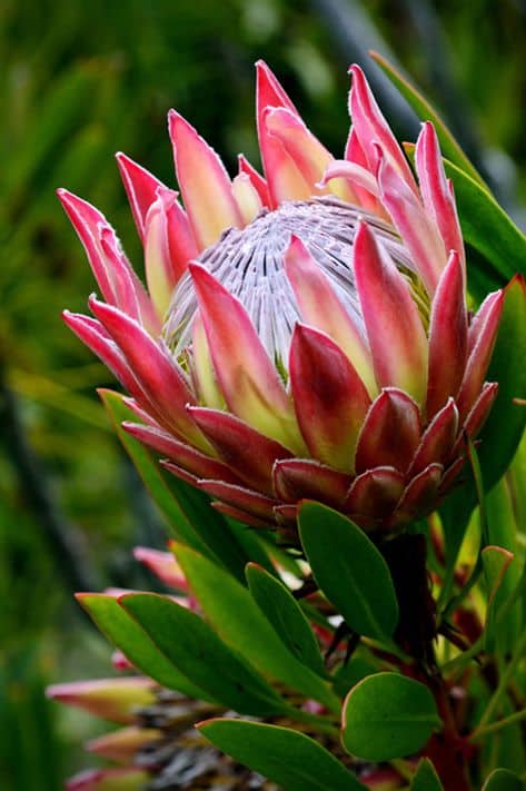 nomes de flores exóticas