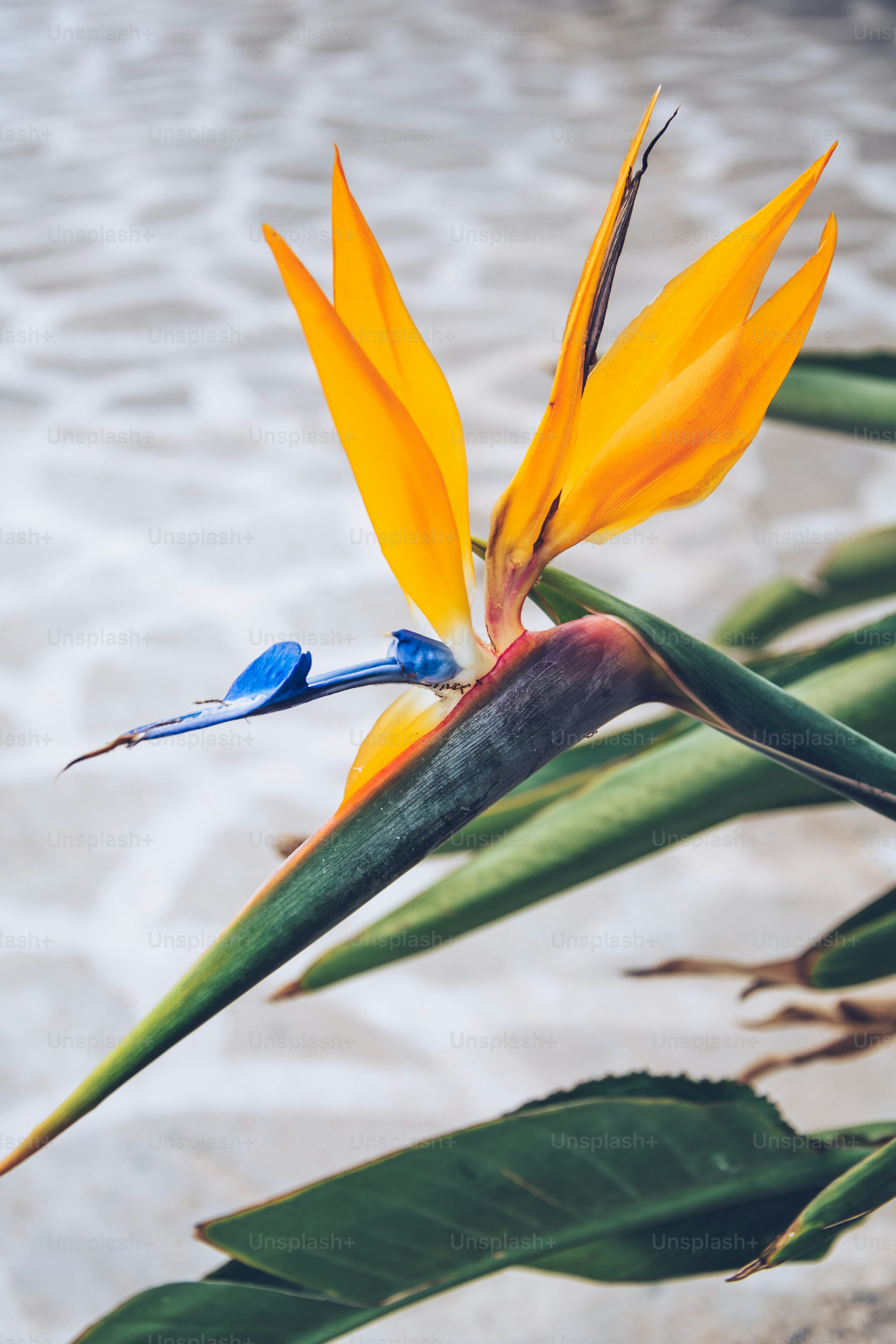 flores exóticas do Brasil