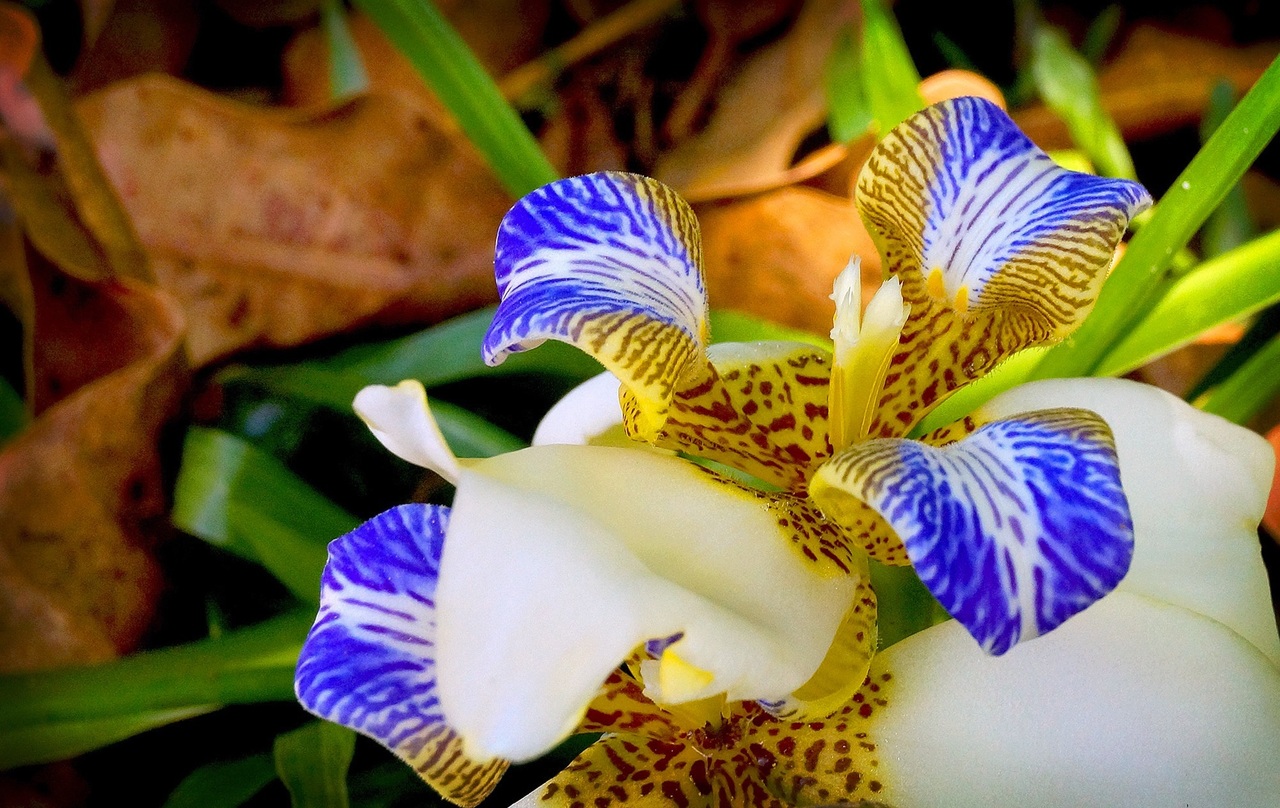 cultivo de flores exóticas