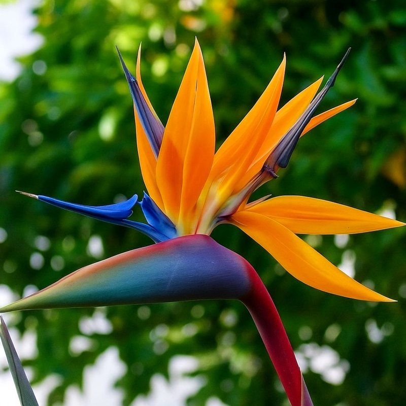 flores tropicais