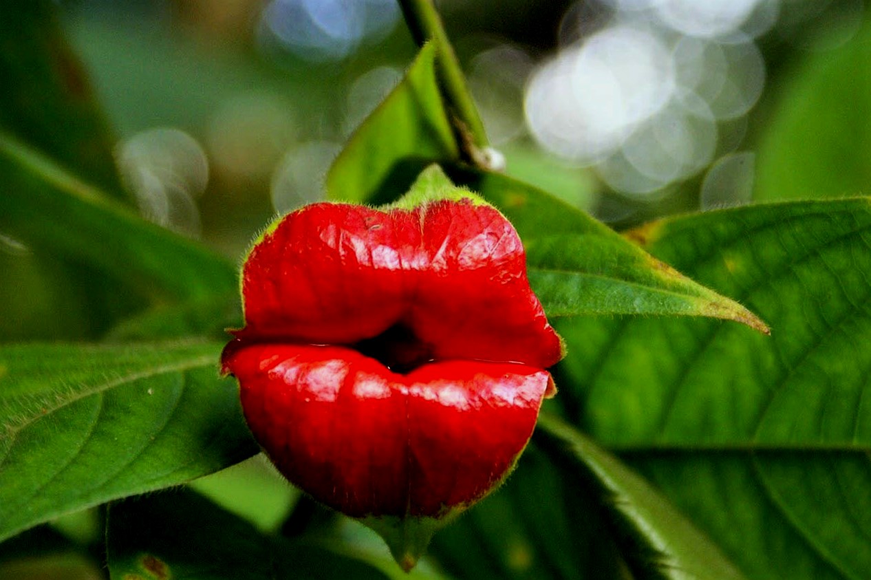 plantas exóticas