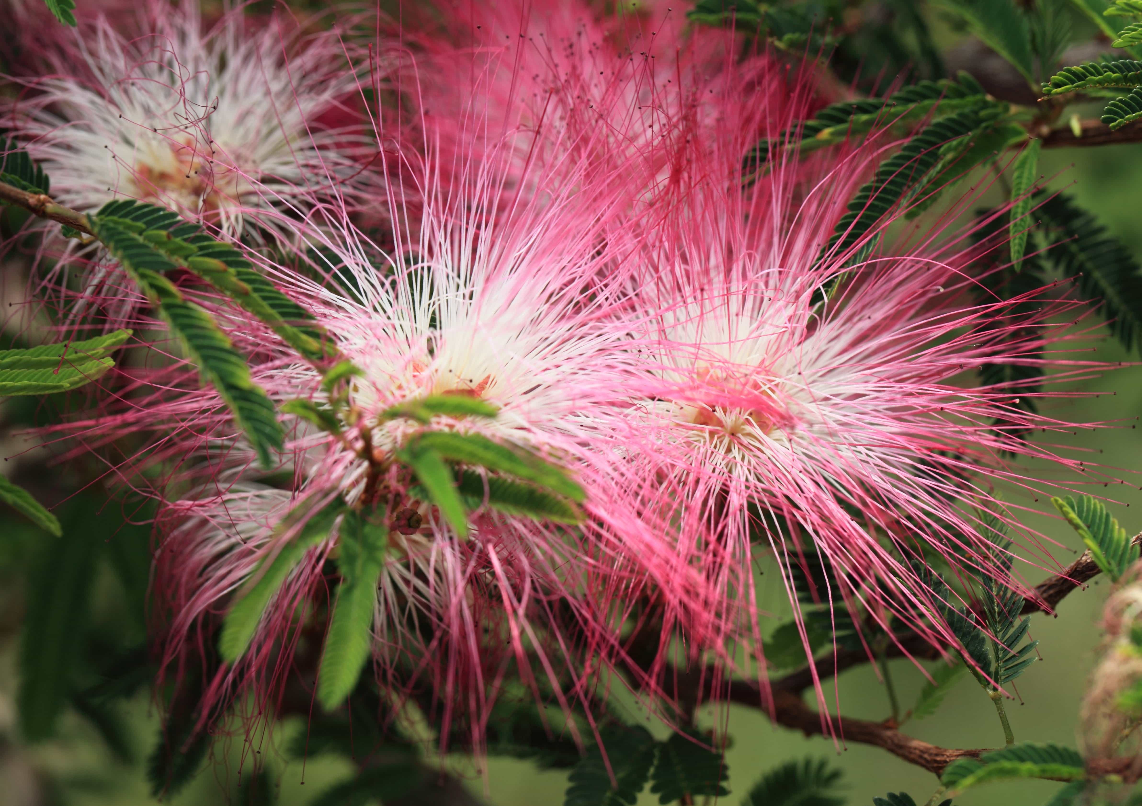 beleza de flores exóticas