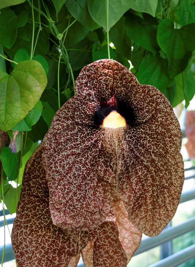 plantas com cheiro ruim